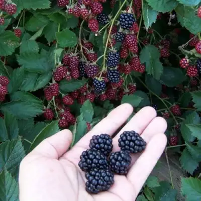 Ежевика ОРКАН бесшипная  в Могилёве