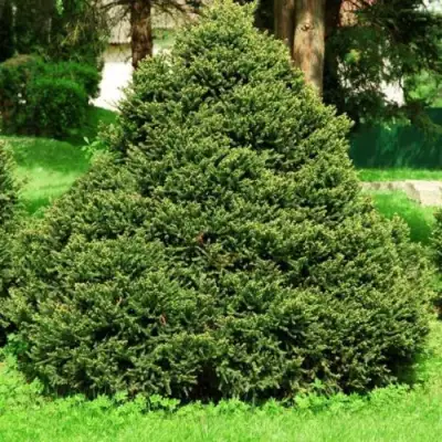 Ель ОЛЕНДОРФИ обыкновенная в Могилёве