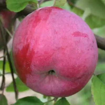 Яблоня БРЯНСКОЕ РОЗОВОЕ в Могилёве