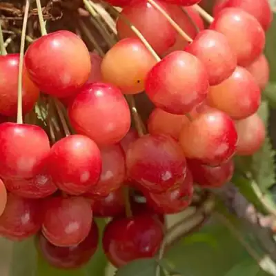 Черешня ЮЛИЯ в Могилёве