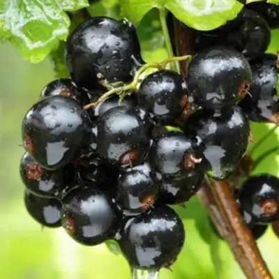 Смородина черная БЫЛИННАЯ (ВЕРНОСТЬ) в Могилёве