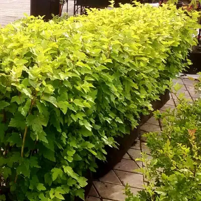 Комплект АНГЕЛ ГОЛД в Могилёве