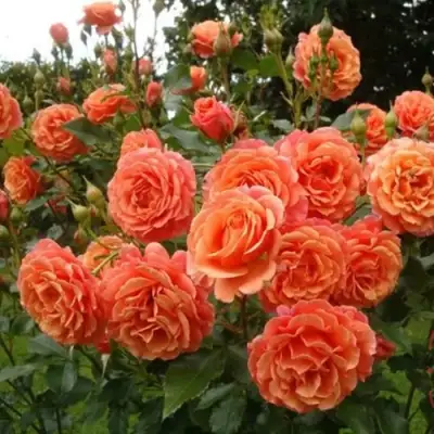 Роза БЕЛЬВЕДЕР шраб в Могилёве