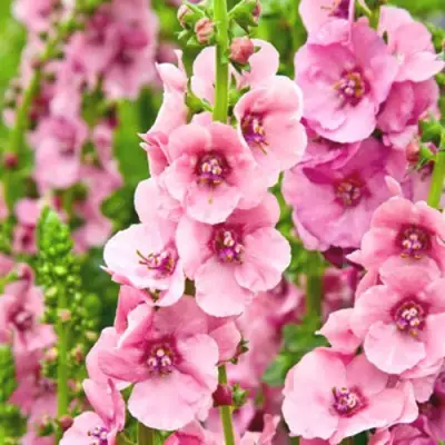 Коровяк ПИНК ДОМИНО гибридный (вербаскум) в Могилёве