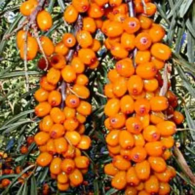 Облепиха СУДАРУШКА в Могилёве