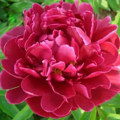 Пион КИТАЙСКИЙ ШЕЛК травянистый в Могилёве