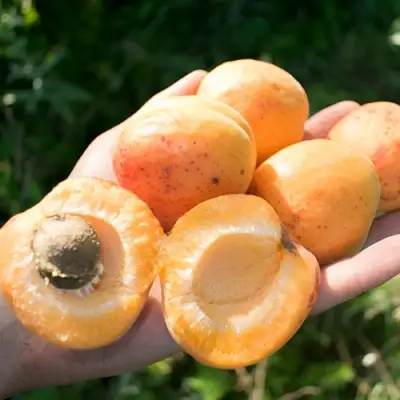 Абрикос ХАРГРАНД в Могилёве