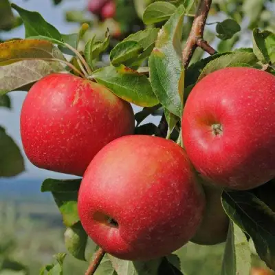 Яблоня ГАЛА МАСТ в Могилёве