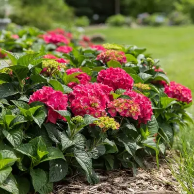 Гортензия ЭНДЛЕСС САММЕР ЛАВ крупнолистная в Могилёве