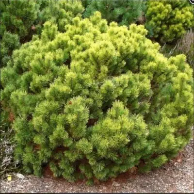 Ель ДАНС ДВАРФ обыкновення в Могилёве