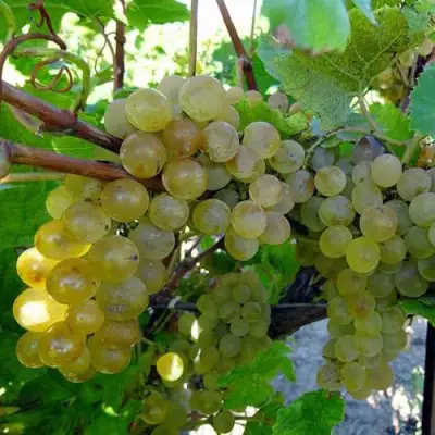 Виноград КРИСТАЛЛ в Могилёве