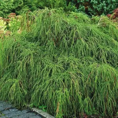 Кипарисовик ФИЛИФЕРА НАНА горохоплодный  в Могилёве