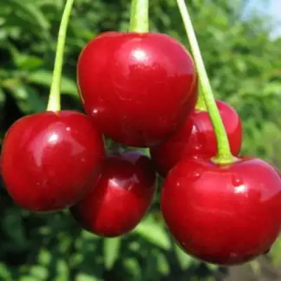 Дюк ПРЕВОСХОДНАЯ ВЕНЬЯМИНОВА в Могилёве