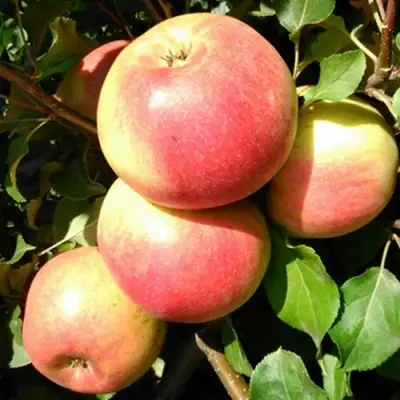 Яблоня ЭМБАССИ в Могилёве