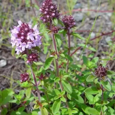 Тимьян яйцевидный в Могилёве