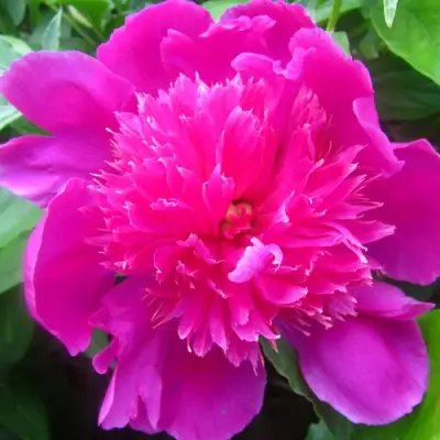 Пион РОЗОВЫЙ БУДДА травянистый в Могилёве