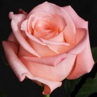 Роза АНГАЖЕМЕНТ чайно-гибридная в Могилёве