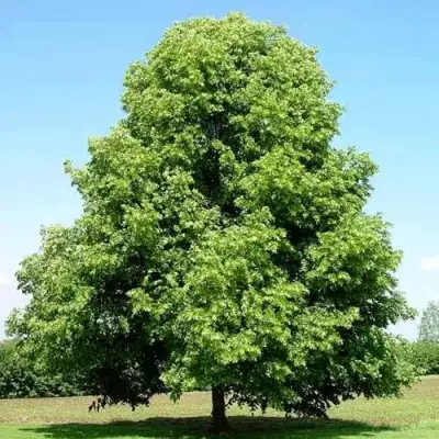 Липа мелколистная в Могилёве