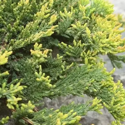 Можжевельник ГОЛДЕН КАРПЕТ горизонтальный  в Могилёве