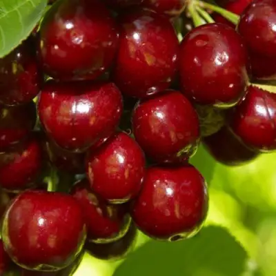 Черешня ВАЛЕРИЙ ЧКАЛОВ в Могилёве