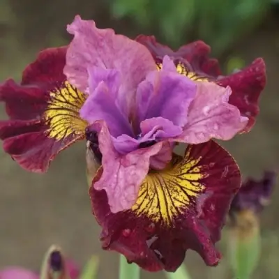 Ирис МИСС ЭППЛ сибирский в Могилёве