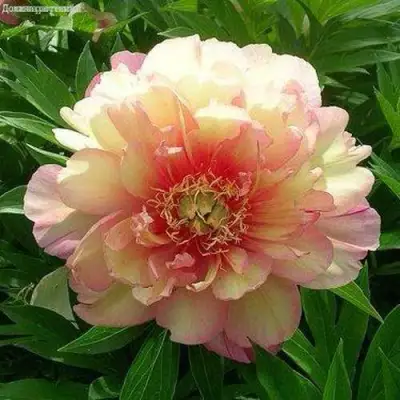 Пион ДЖУЛИЯ РОУЗ ито-гибрид в Могилёве