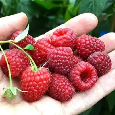 Малина ХИМБО-ТОП в Могилёве