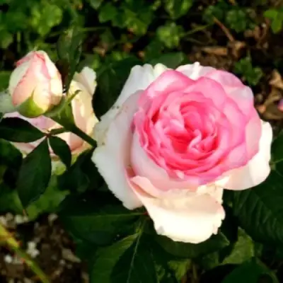 Роза ДОЛЬЧЕ ВИТА чайно-гибридная в Могилёве