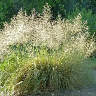 Каплесеменник воздушный в Могилёве