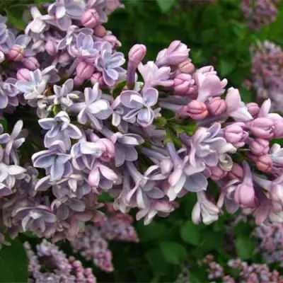 Сирень КОНДОРСЕ в Могилёве