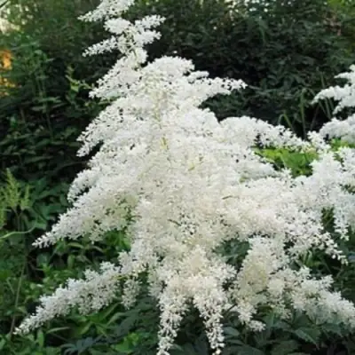 Астильба БРАУТШЛЕЙЕР Арендса в Могилёве