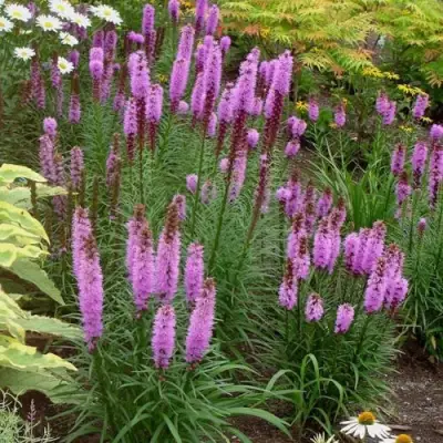 Лиатрис РОЗЕА колосковая в Могилёве