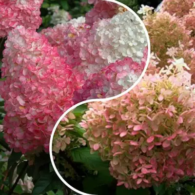 Комплект МАЛИНОВЫЙ ЗАКАТ в Могилёве