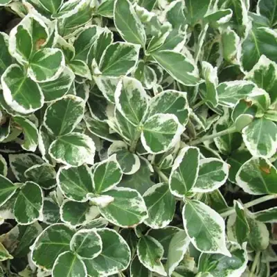 Бересклет ЭМЕРАЛЬД ГАИТИ форчуна  в Могилёве