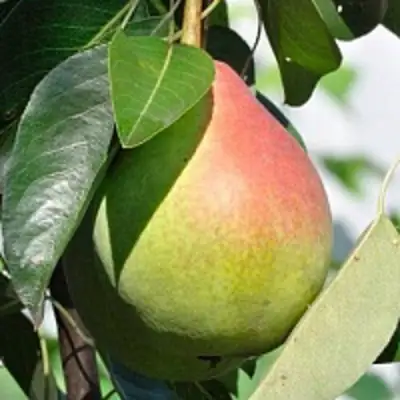 Груша ТАТЬЯНА в Могилёве