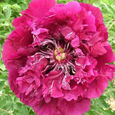 Пион ПУРПУРНЫЙ ОКЕАН древовидный в Могилёве