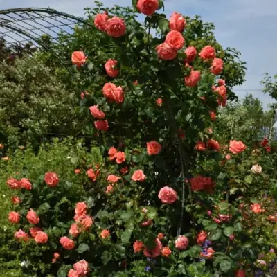 Роза ДИ ДИ БРИДЖУОТЕР плетистая в Могилёве