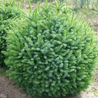 Ель НАНА сербская в Могилёве