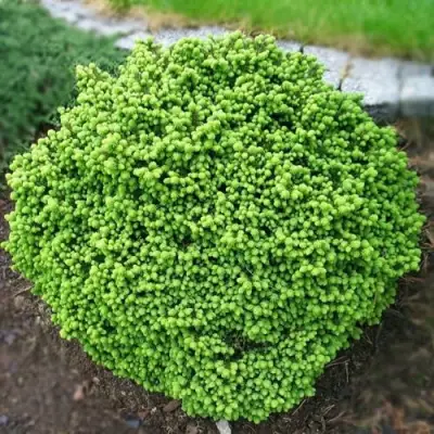 Ель ЛИТЛ ДЖЕМ обыкновенная в Могилёве