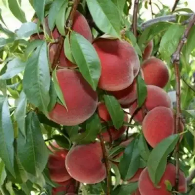 Персик ЮБИЛЕЙ СТОЛИЦЫ колонновидный в Могилёве