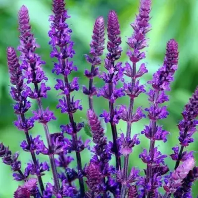 Шалфей КАРАДОНА в Могилёве