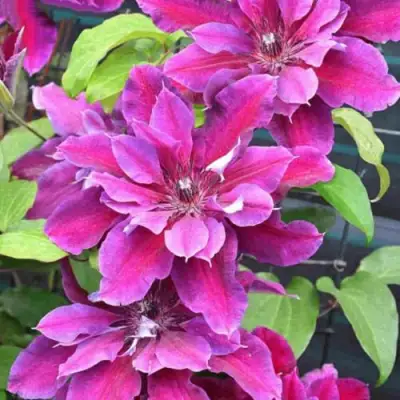 Клематис МАЙ БЬЮТИ в Могилёве