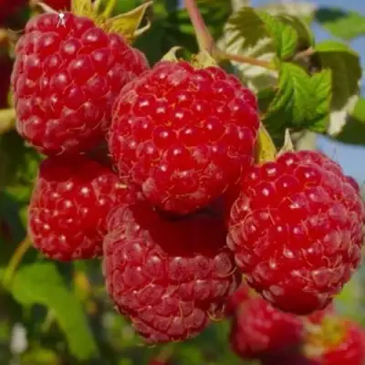 Малина ЭЛЕГАНТНАЯ в Могилёве