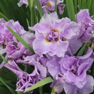 Ирис ХЭВИНГ ФАН сибирский в Могилёве