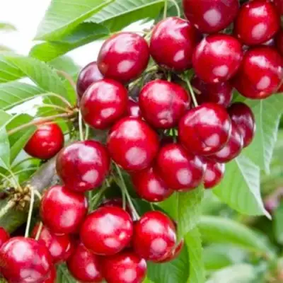 Вишня МАЛЮТКА колонновидная в Могилёве