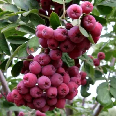 Рябина ТИТАН сладкоплодная  в Могилёве