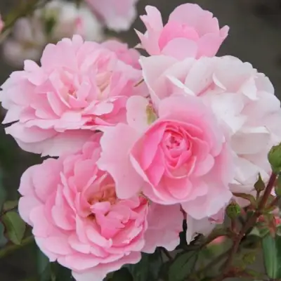 Роза БОНИКА флорибунда в Могилёве