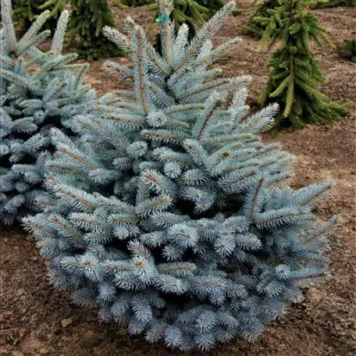 Ель МИСТИ БЛЮ голубая в Могилёве