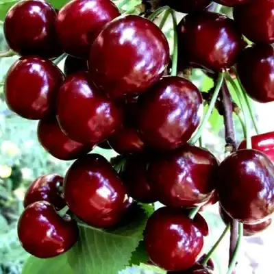 Черешня ОЛЕНЬКА в Могилёве