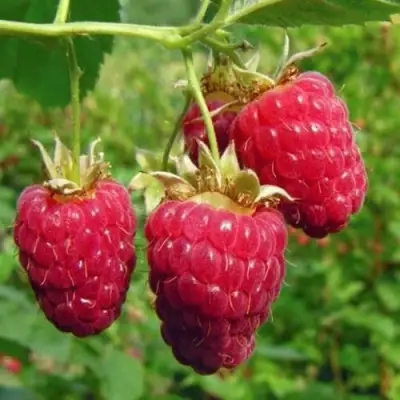 Малина ГОРДОСТЬ РОССИИ в Могилёве